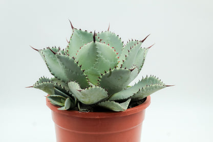 Agave seemanniana subs. pygmaea large