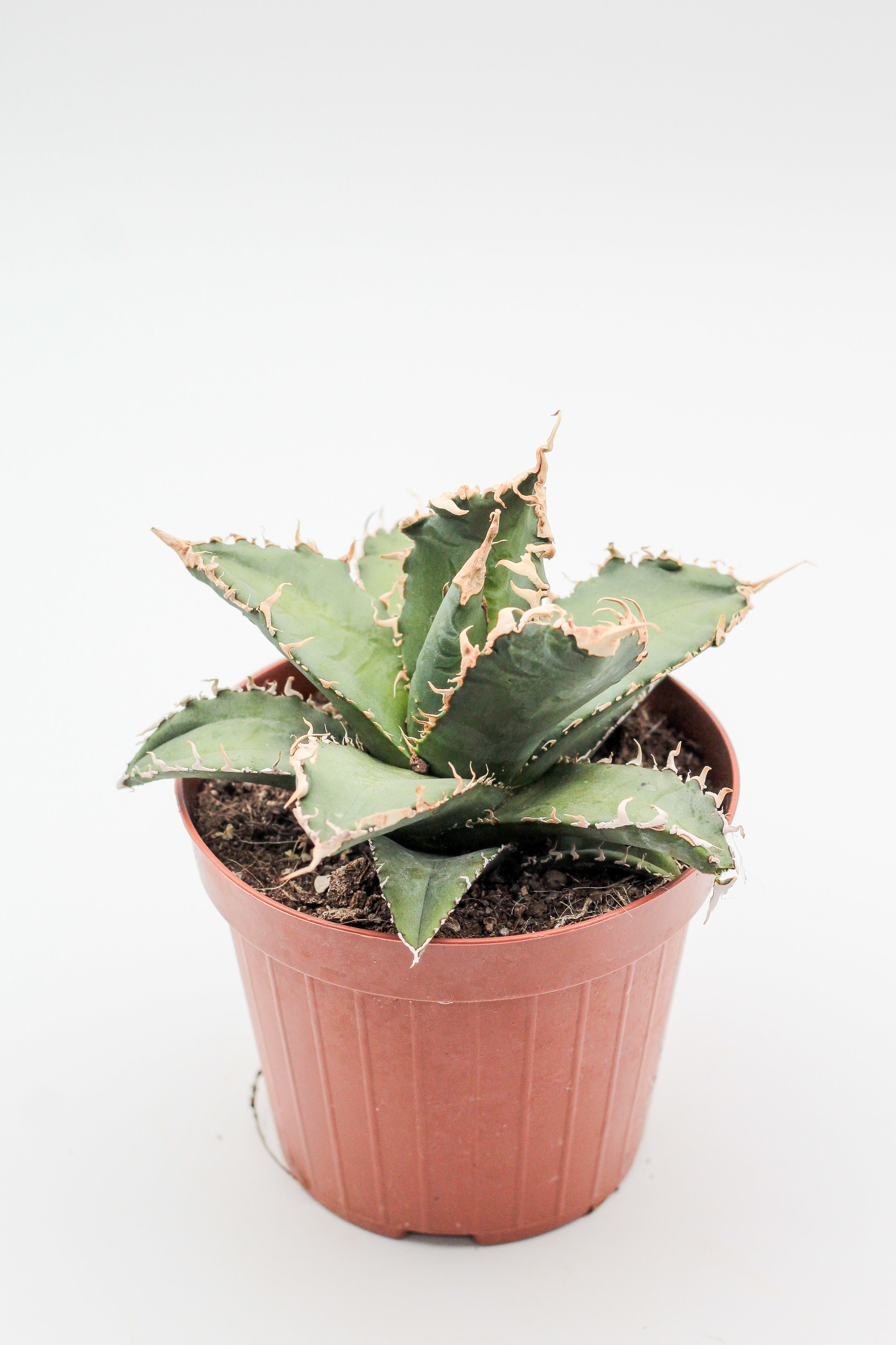 Agave titanota – ikhebeencactus