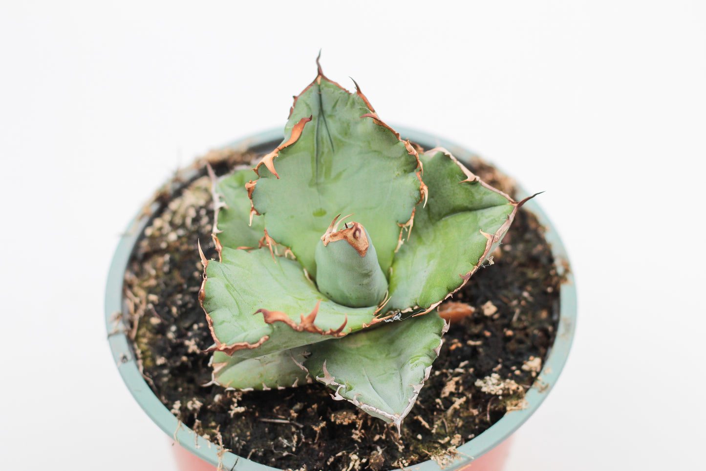 Agave titanota