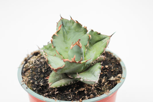 Agave titanota