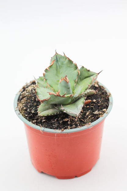 Agave titanota