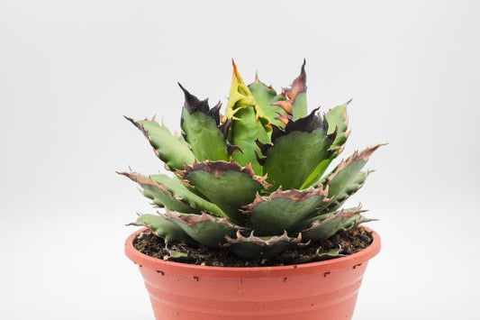 Agave titanota groot
