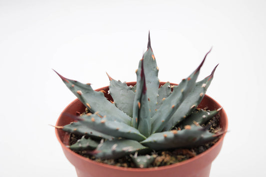 Agave utahensis var. nevadensis