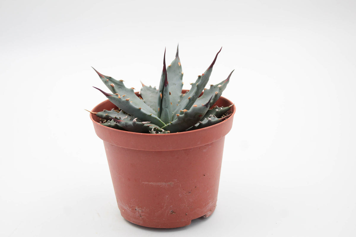 Agave utahensis var. nevadensis