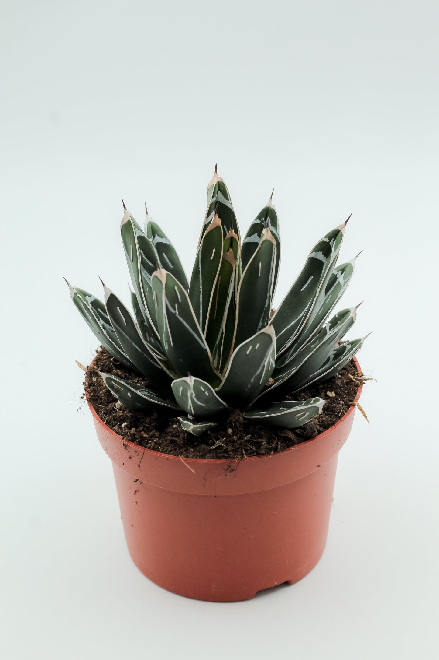 Agave victoria regina groot
