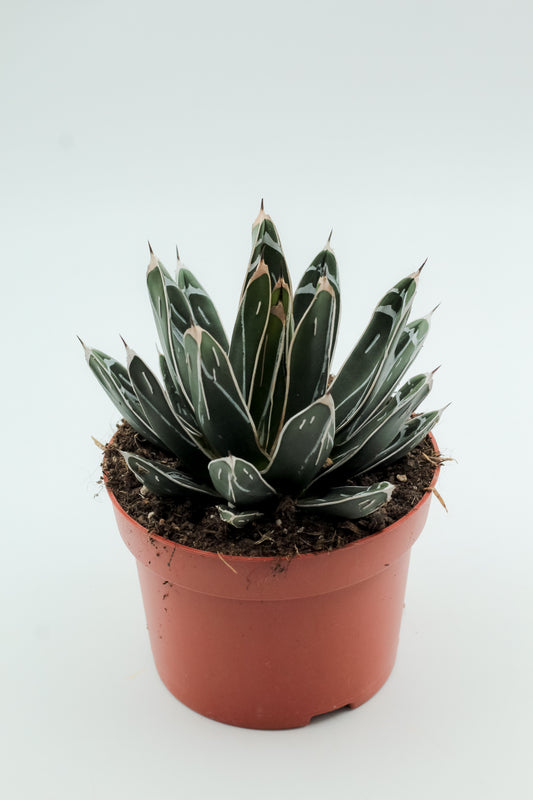 Agave victoria regina groot
