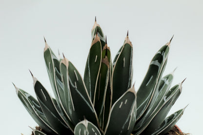 Agave victoria regina groot