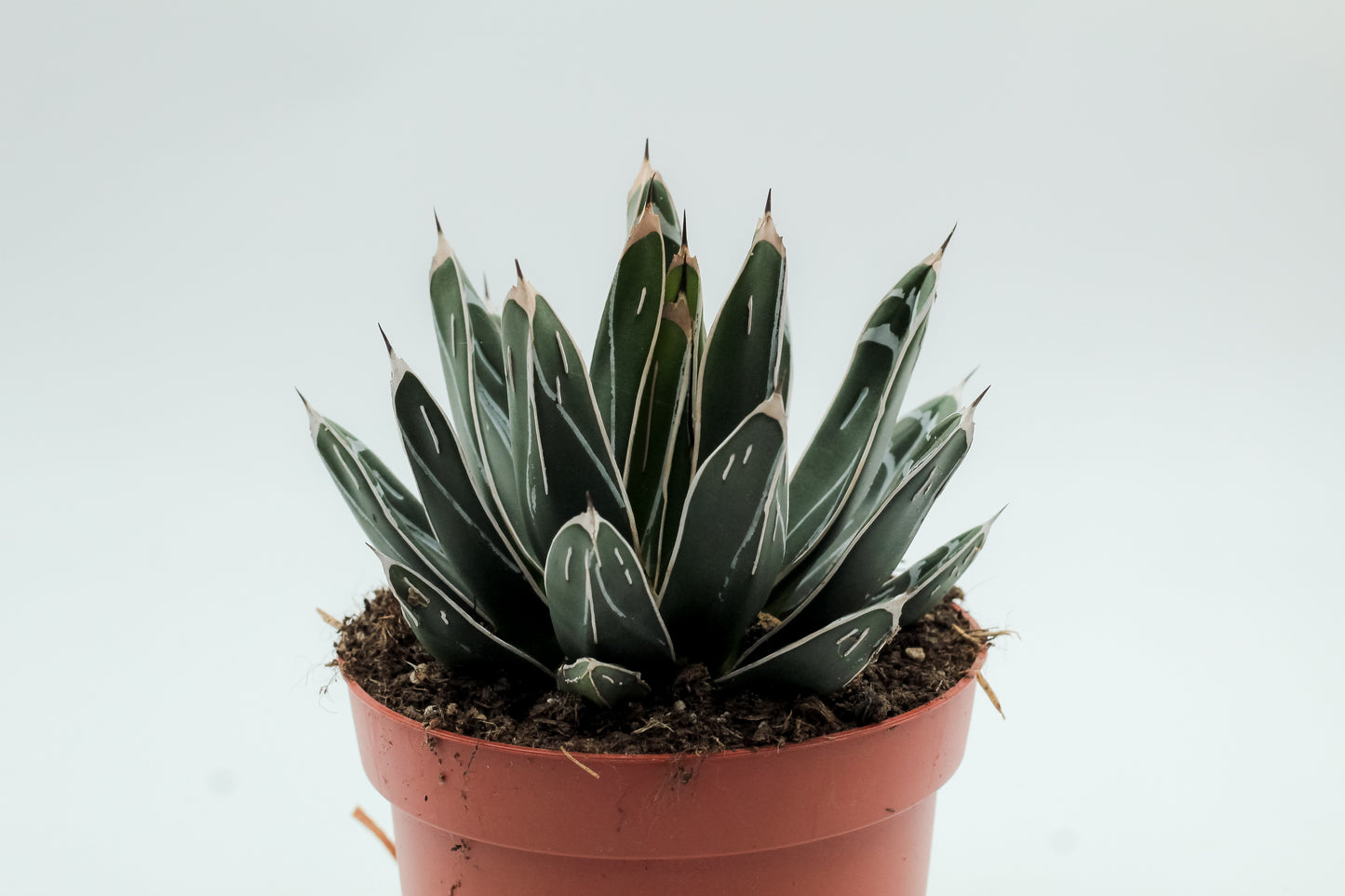 Agave victoria regina groot