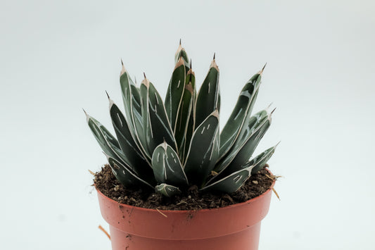 Agave victoria regina groot