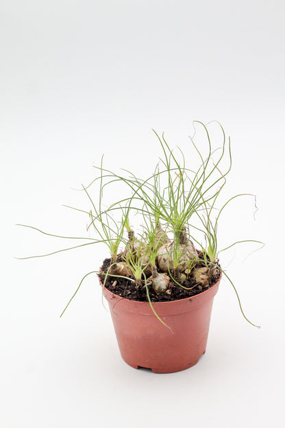 Albuca Augrabie caudex