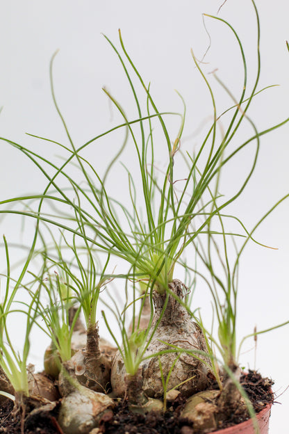 Albuca Augrabie caudex
