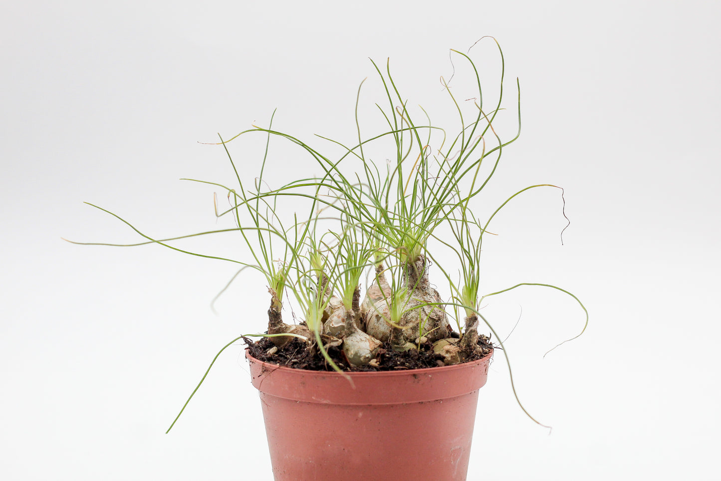 Albuca Augrabie caudex
