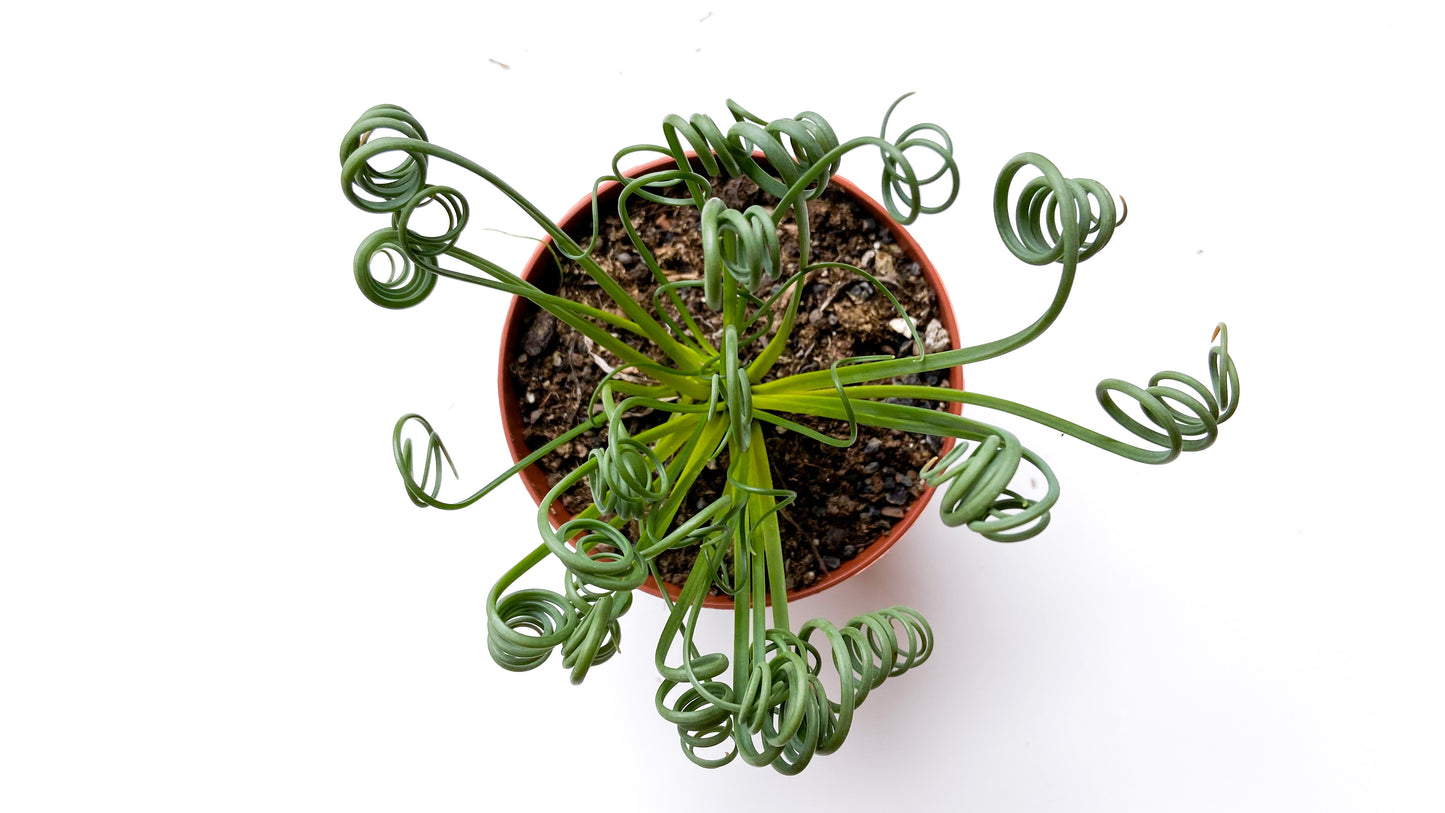 Albuca Spiralis caudex "frizzle sizzle"