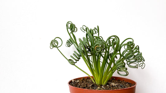 Albuca Spiralis caudex "frizzle sizzle"