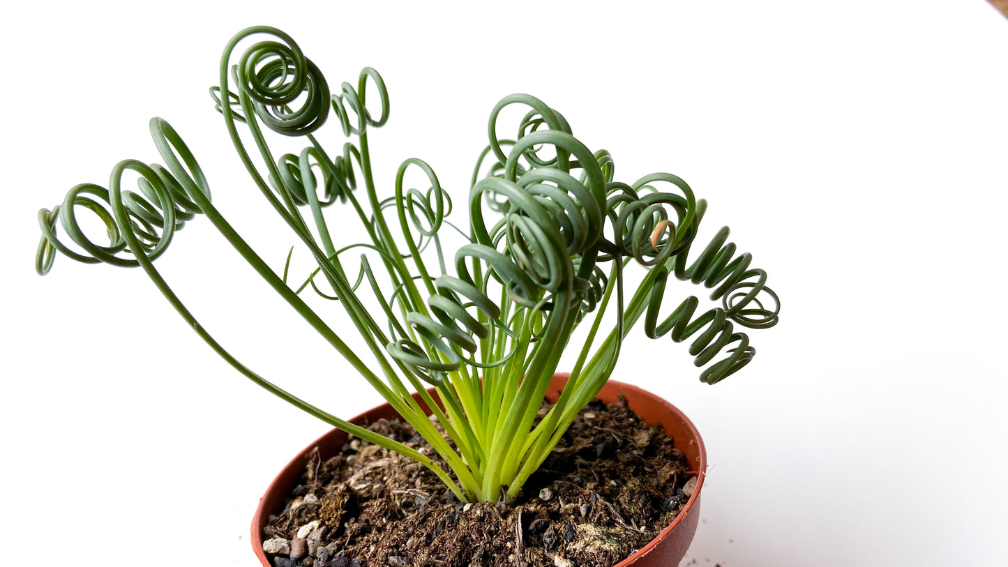 Albuca Spiralis caudex "frizzle sizzle"