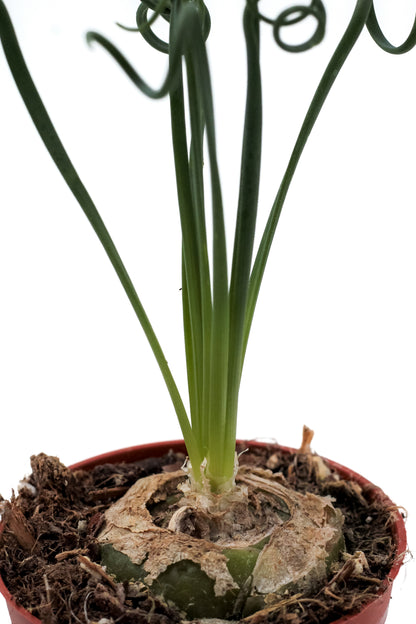 Albuca Spiralis caudex "frizzle sizzle"