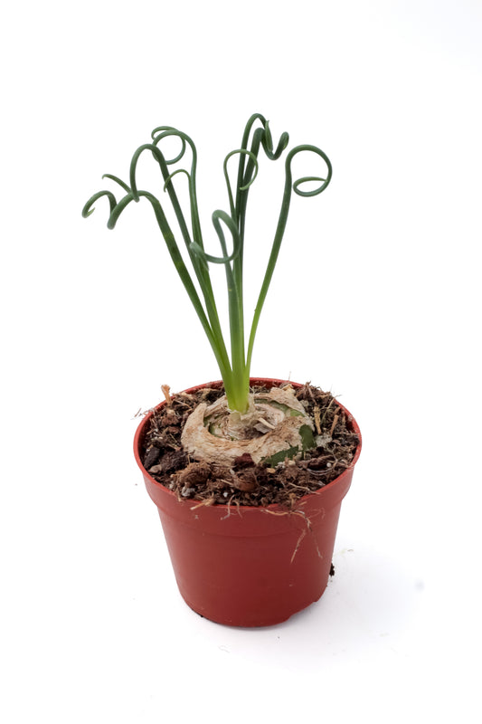 Albuca Spiralis caudex "frizzle sizzle"