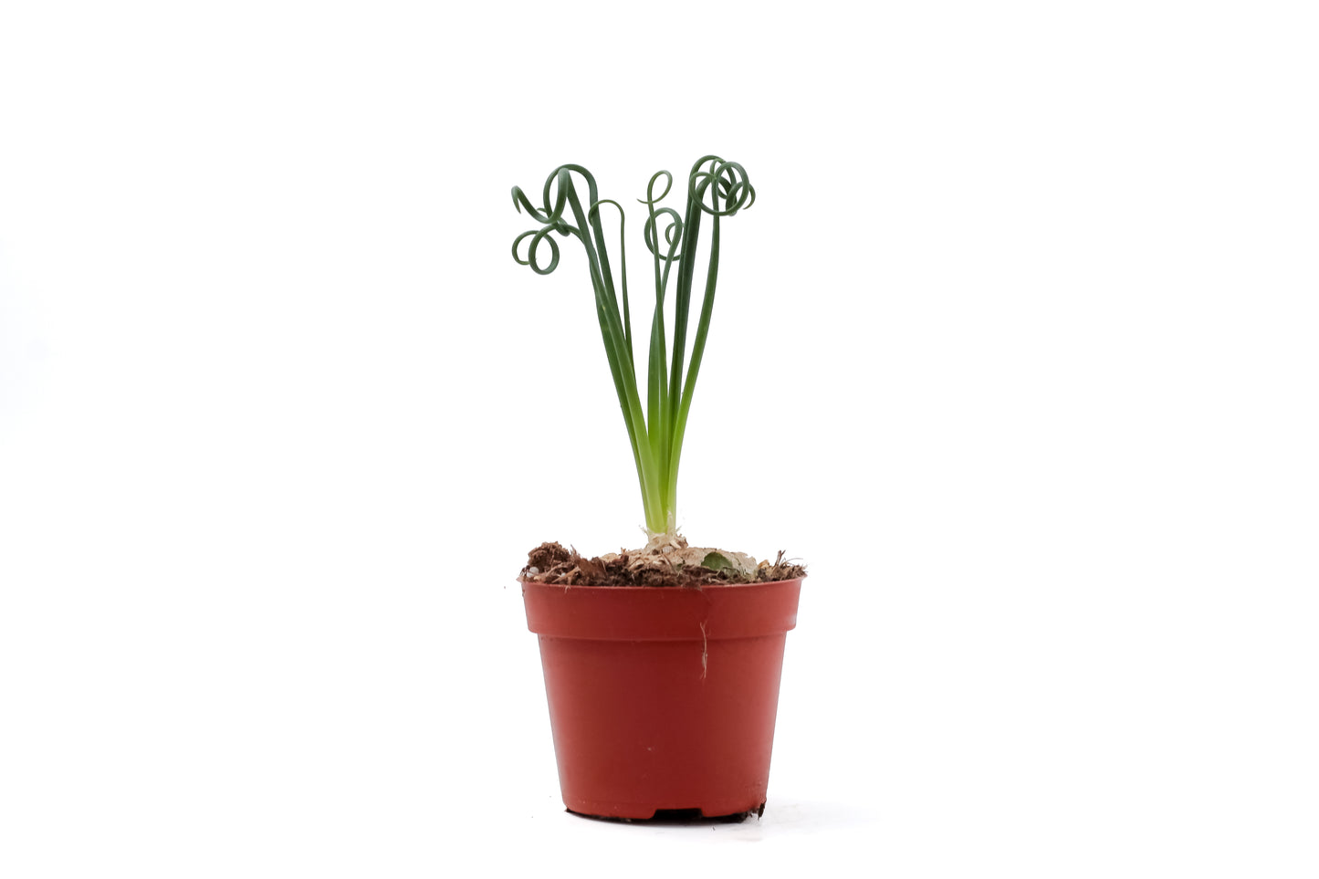 Albuca Spiralis caudex "frizzle sizzle"