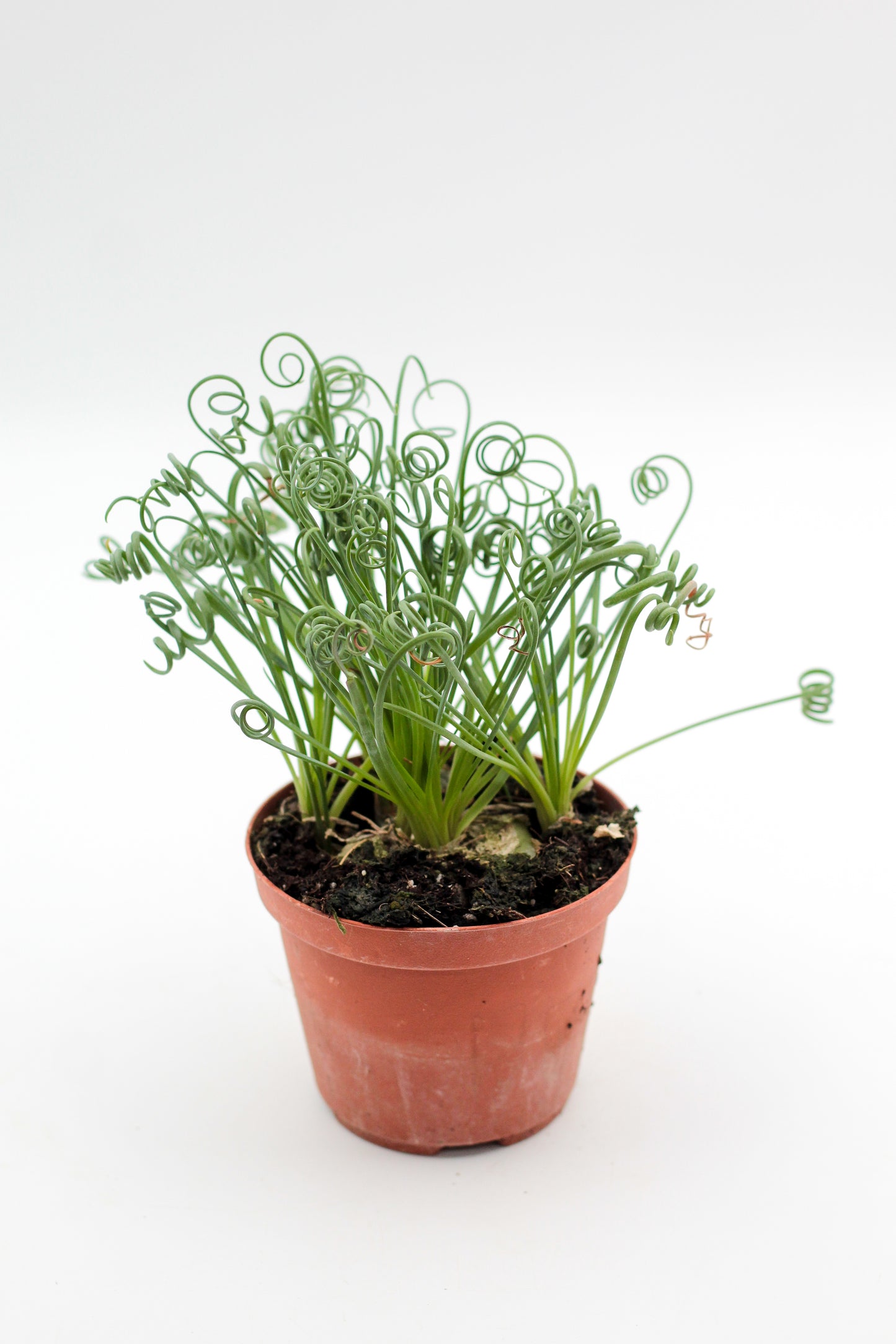 Albuca Spiralis caudex "frizzle sizzle"
