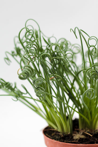 Albuca Spiralis caudex "frizzle sizzle"