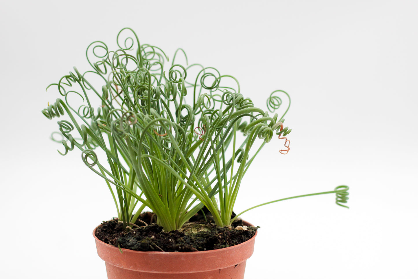 Albuca Spiralis caudex "frizzle sizzle"