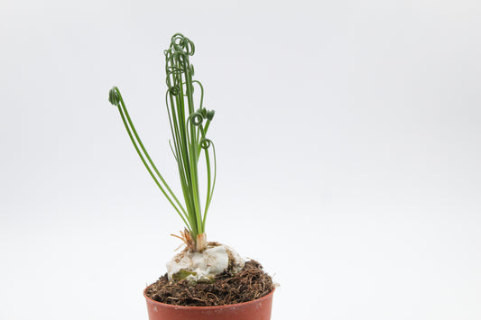Albuca Spiralis caudex "frizzle sizzle"