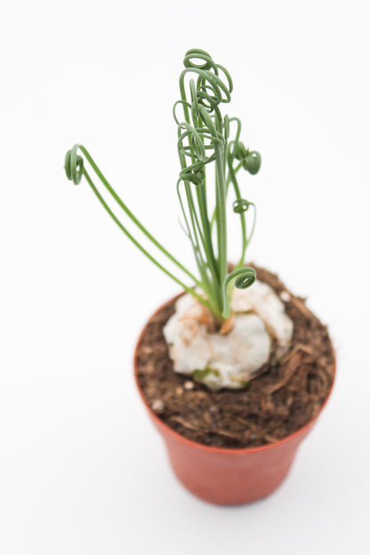 Albuca Spiralis caudex "frizzle sizzle"