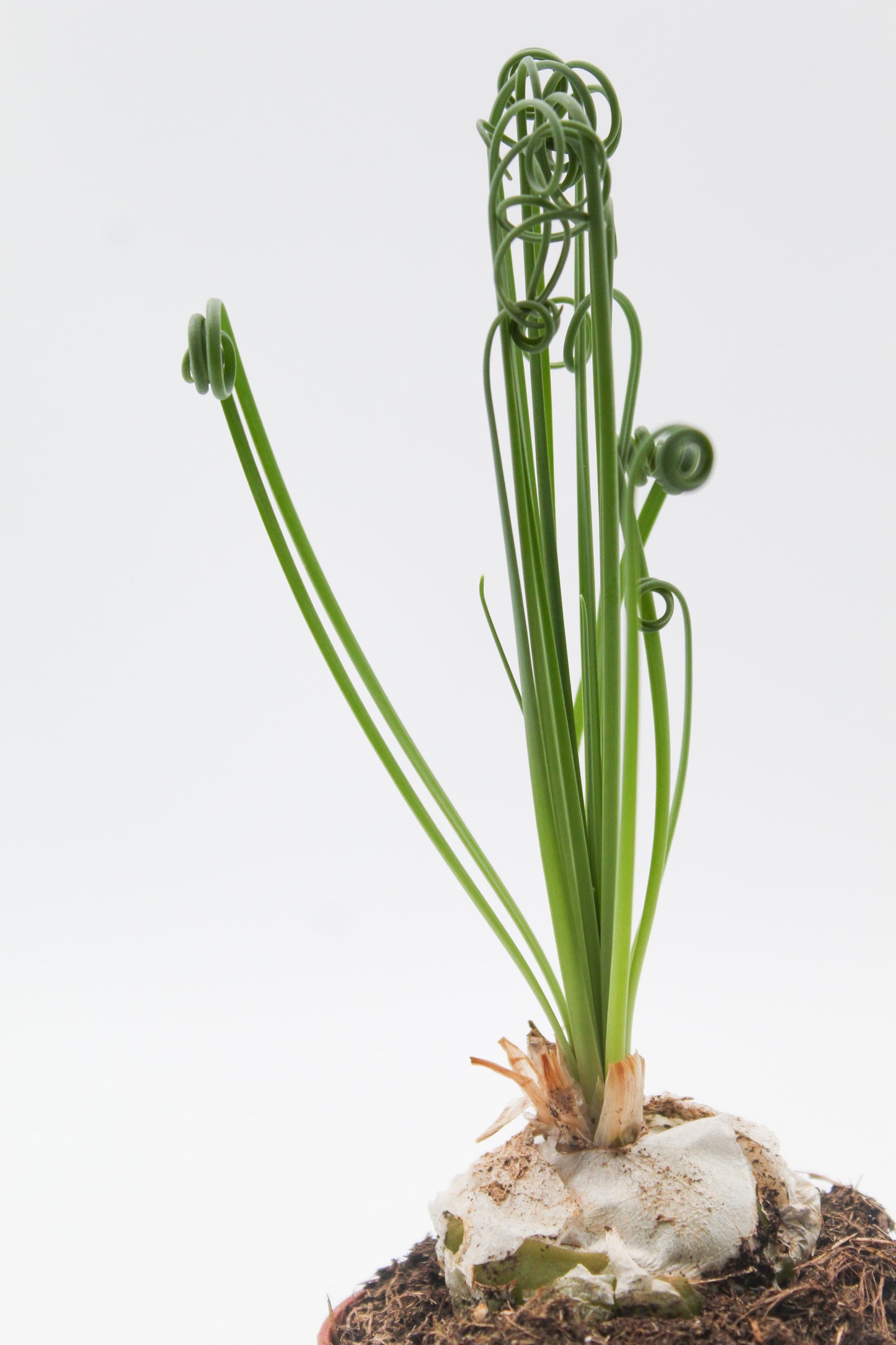 Albuca Spiralis caudex "frizzle sizzle"