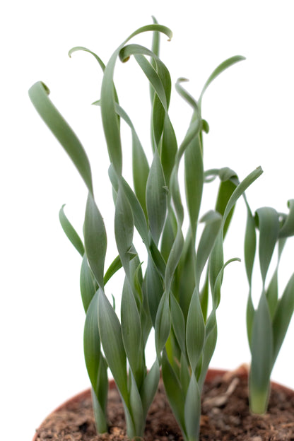 Albuca concordiana