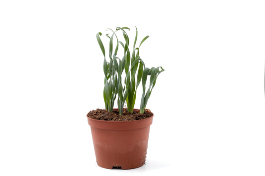 Albuca concordiana