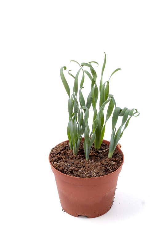 Albuca concordiana