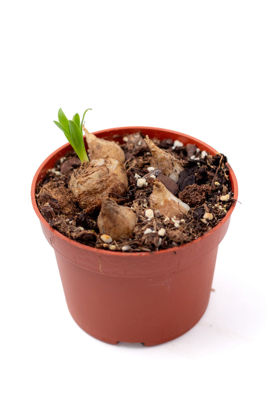 Albuca concordiana