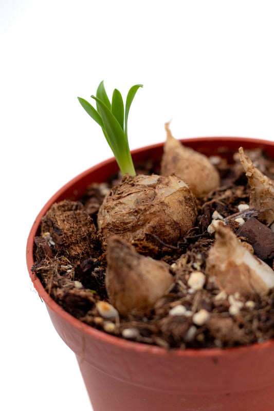 Albuca concordiana