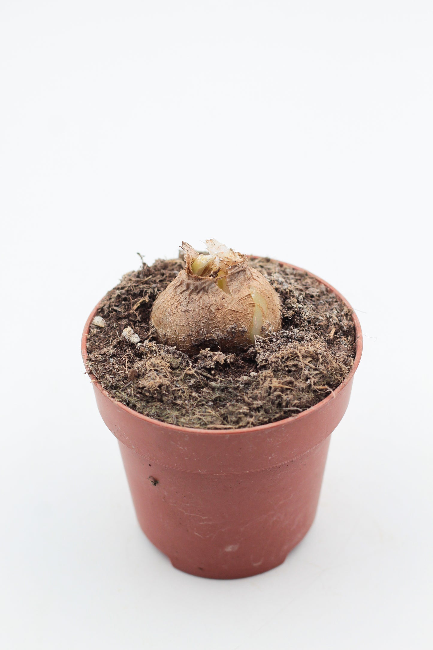 Albuca concordiana