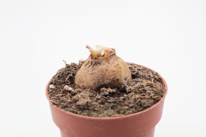 Albuca concordiana