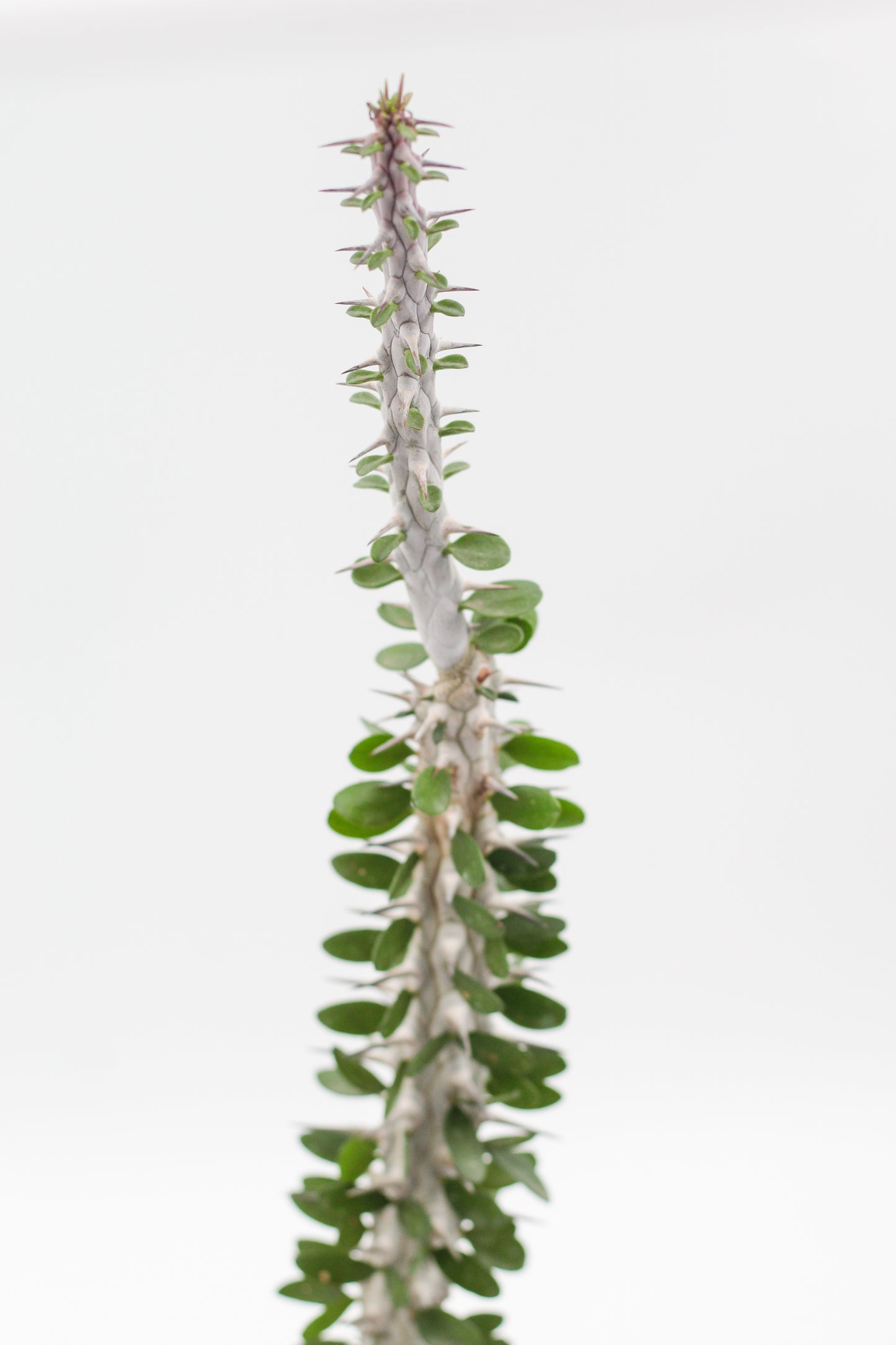 Alluaudia Procera