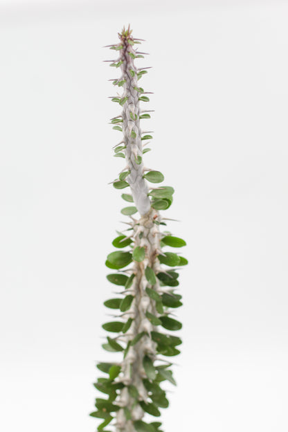 Alluaudia Procera