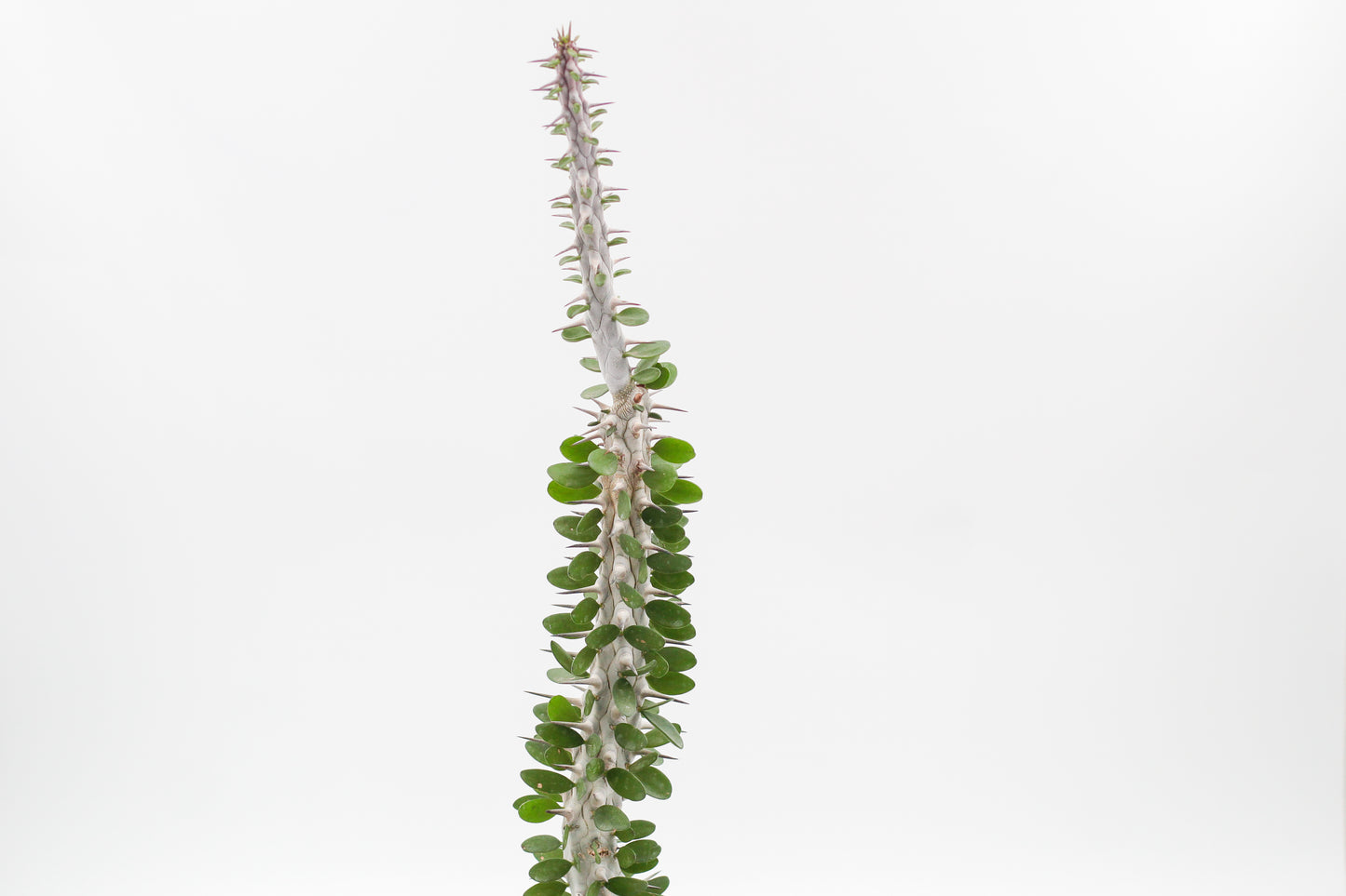 Alluaudia Procera