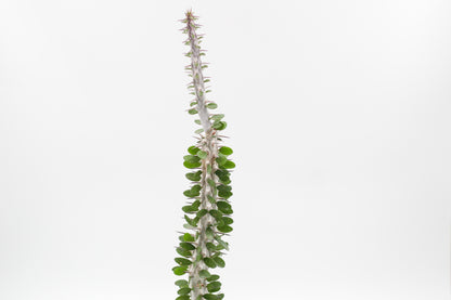 Alluaudia Procera