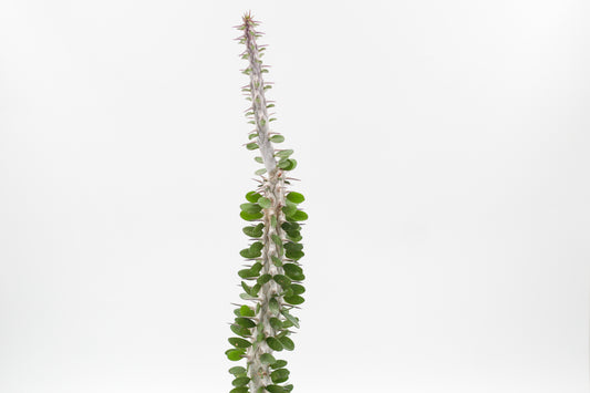 Alluaudia Procera