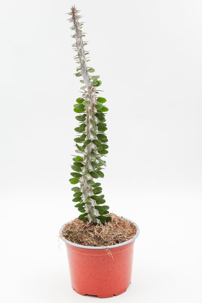 Alluaudia Procera