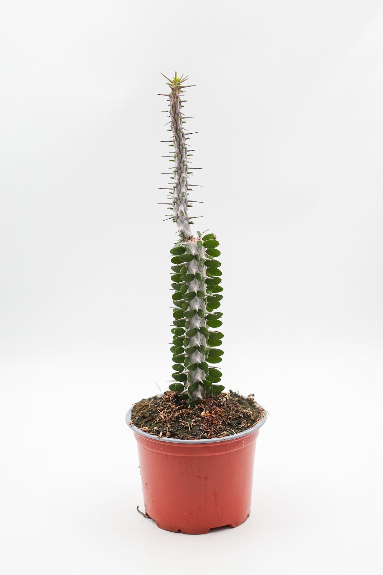 Alluaudia Procera