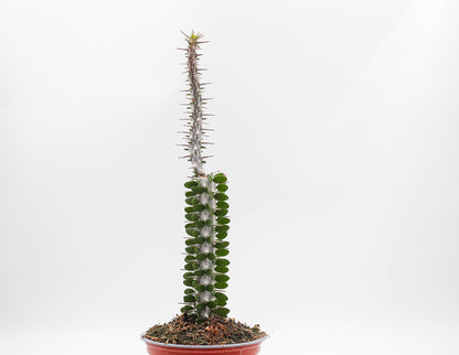 Alluaudia Procera