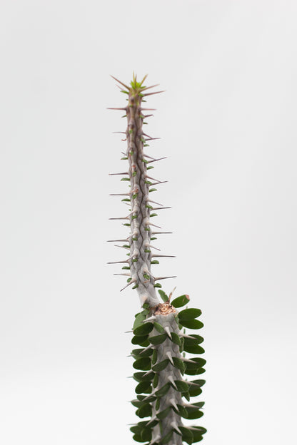 Alluaudia Procera