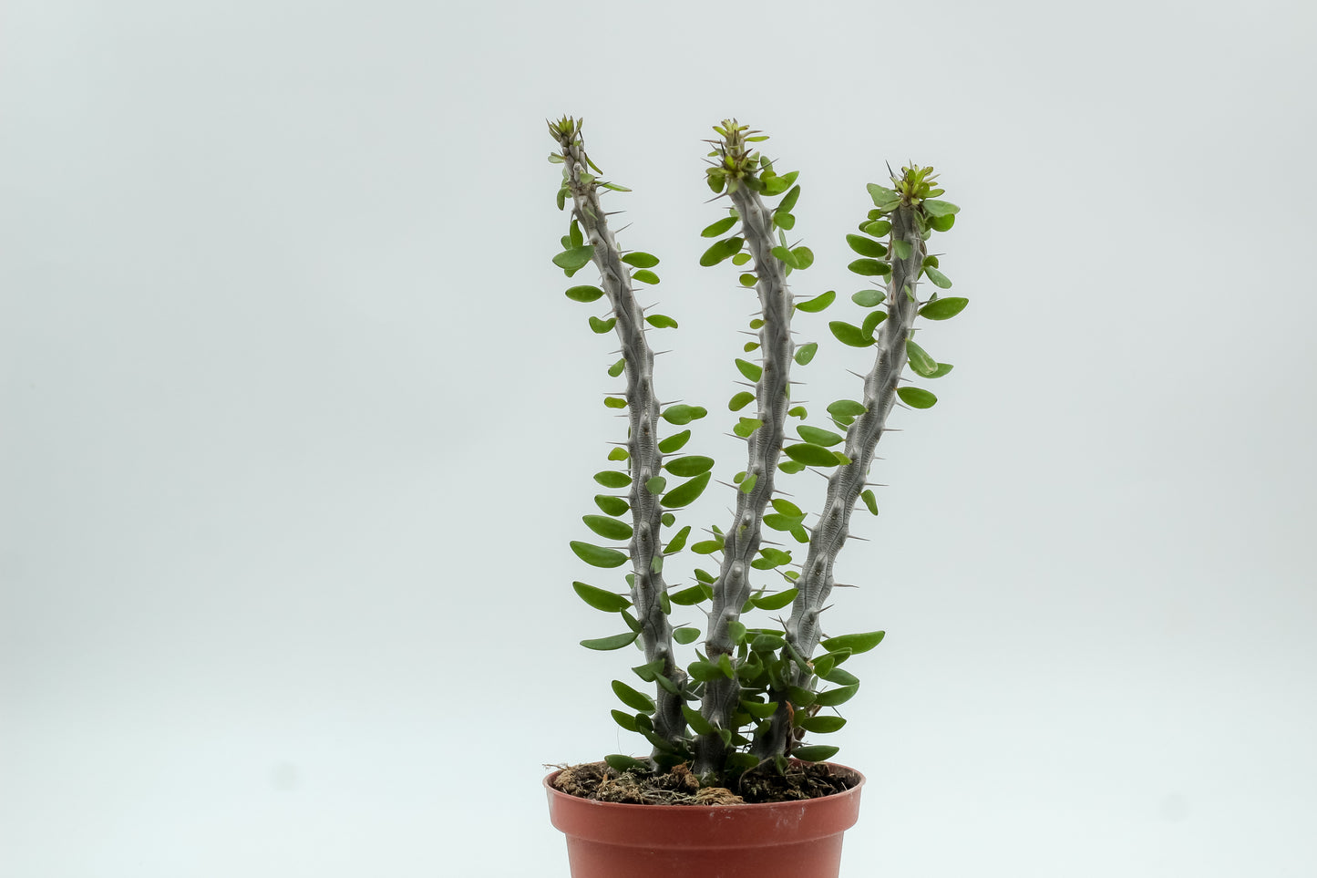 Alluaudia procera