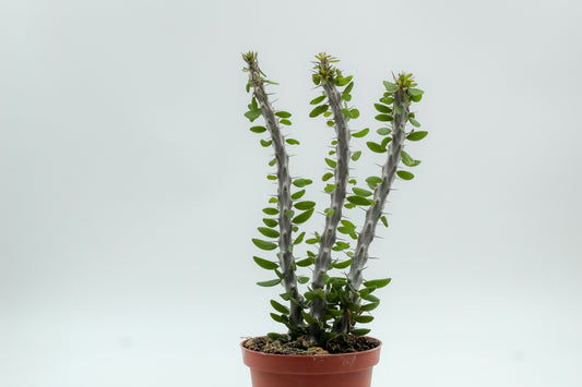Alluaudia procera
