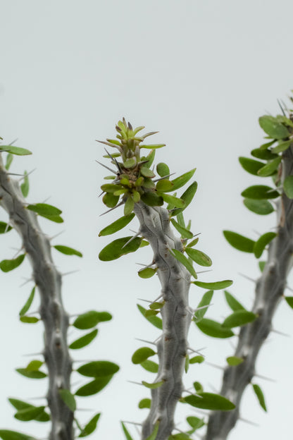 Alluaudia procera