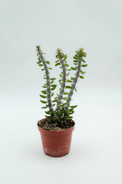 Alluaudia procera