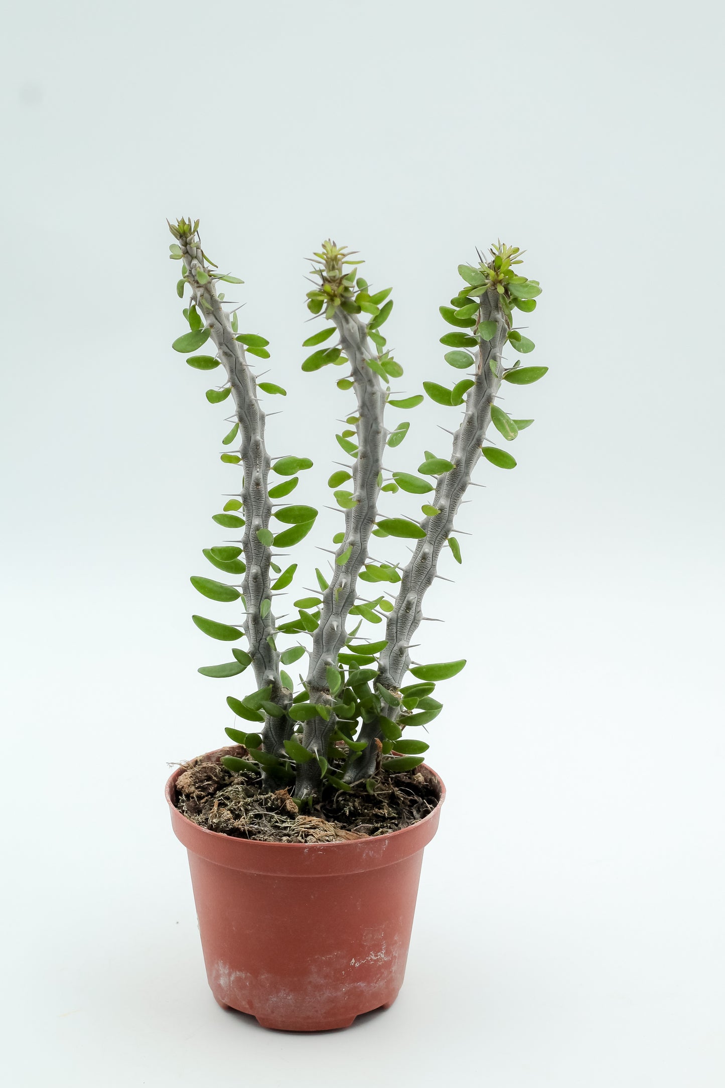 Alluaudia procera