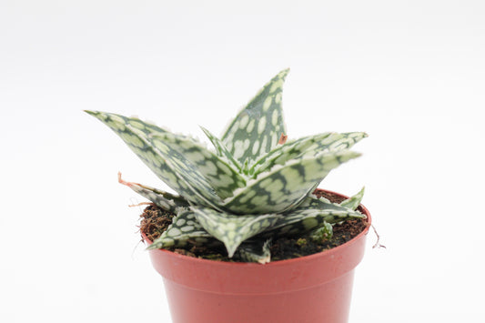 Aloe Abenaki